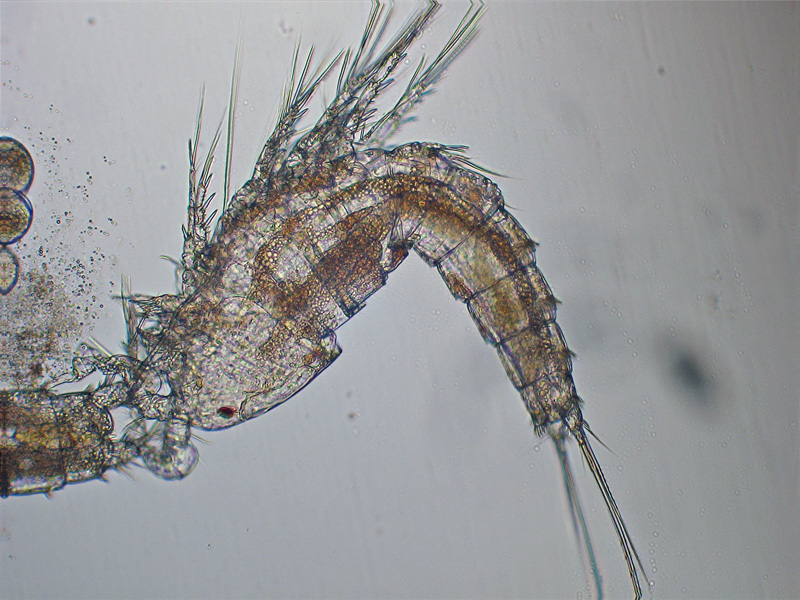 Copepode